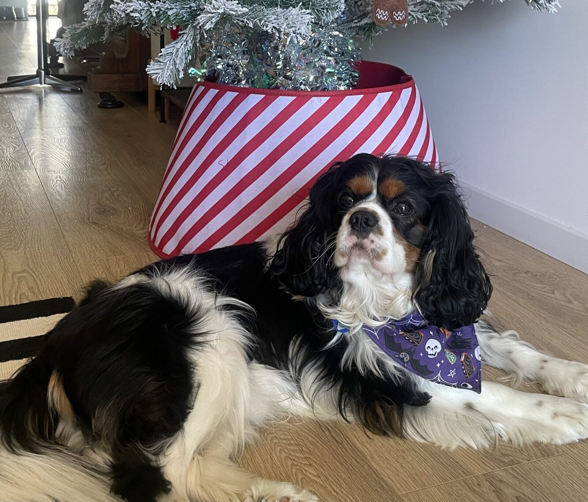 a dog, Koda, lying on the floor next to a christmas tree Merry Christmas