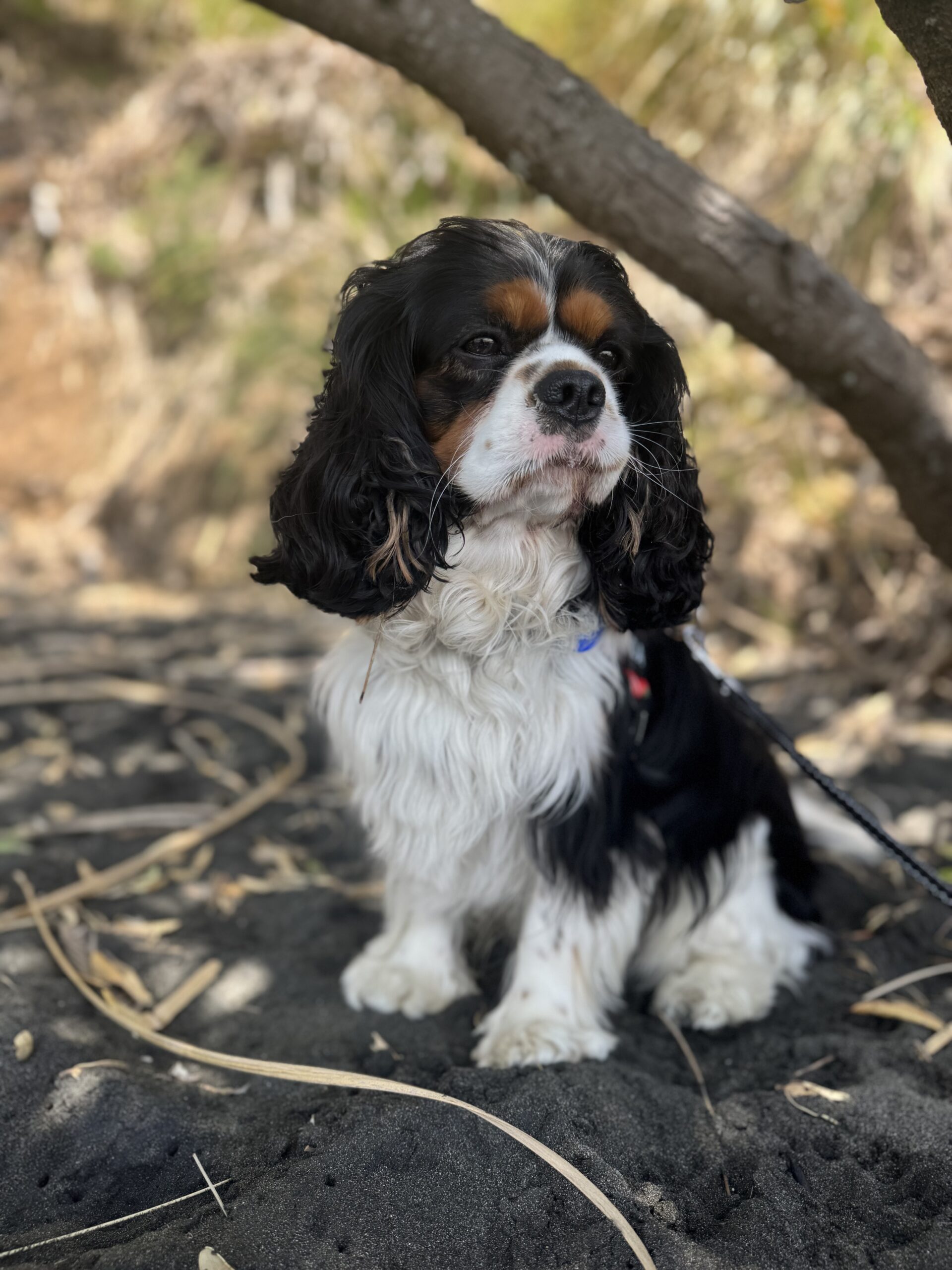 A handsome King Charles Cavalier dog that is pure engagement bait, but not necessarily good B2B Content Strategy